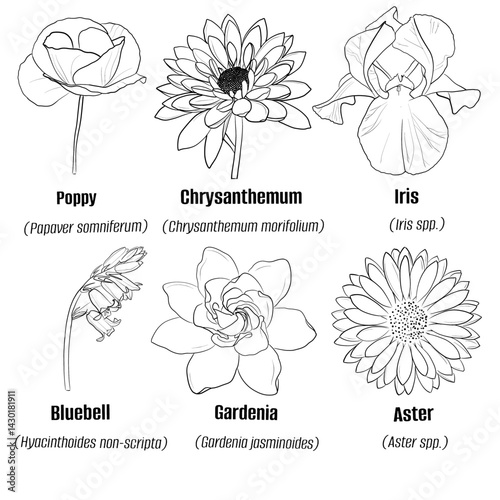 Hand-drawn vector sketch set of sub-tropical flower illustration line art Poppy, Chrysanthemum, Iris, Bluebell, Gardenia, Aster isolated on white background