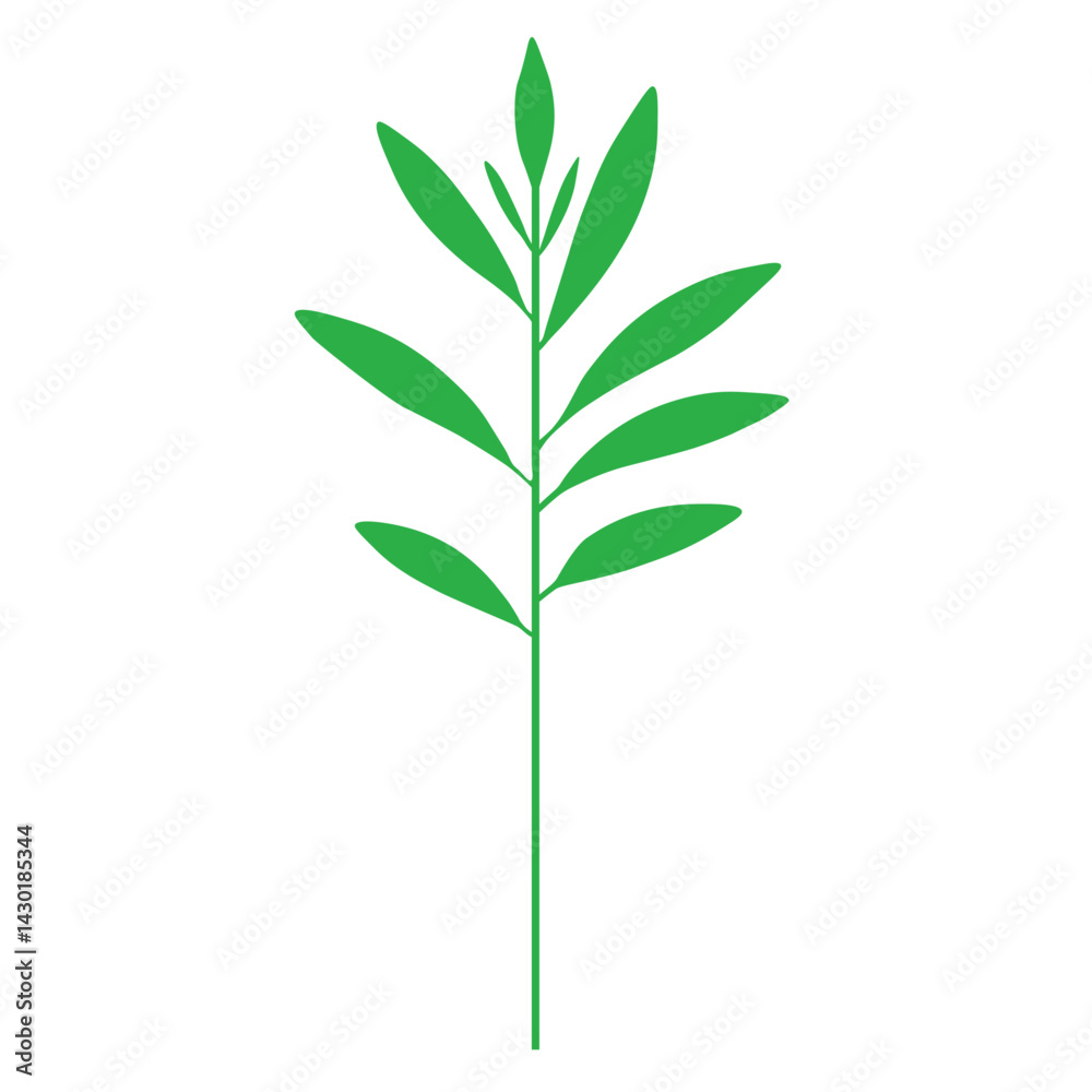 Fototapeta premium green plant isolated on white background