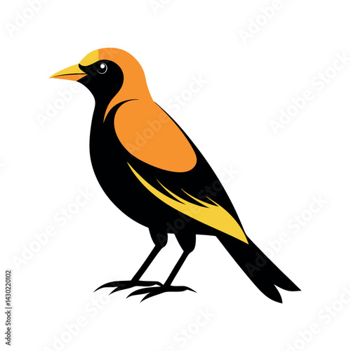 black vector silhouett golden oriole color vector