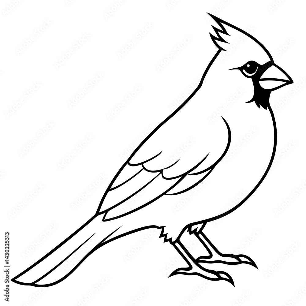 Fototapeta premium Elegant Cardinal Outline Vector Design