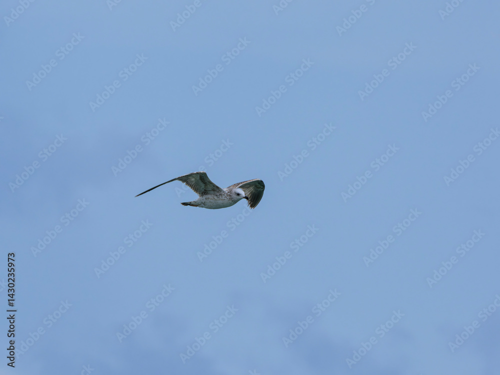Obraz premium seagull flying beautiful blue sky