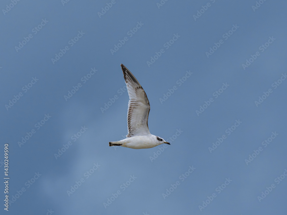 Obraz premium seagull flying beautiful blue sky