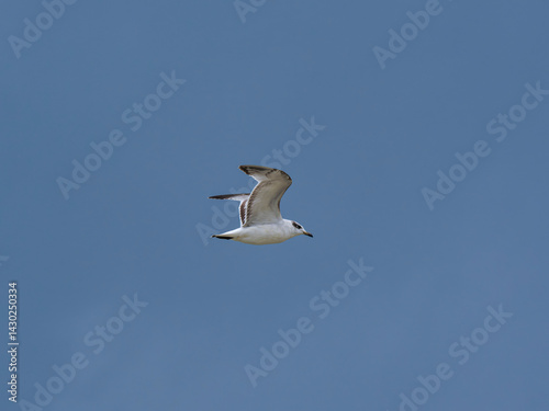 seagull flying beautiful blue sky