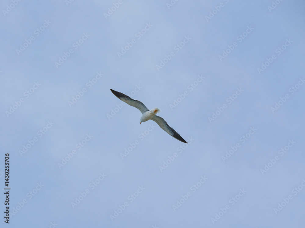 Fototapeta premium a beautiful seagull flying in the sky