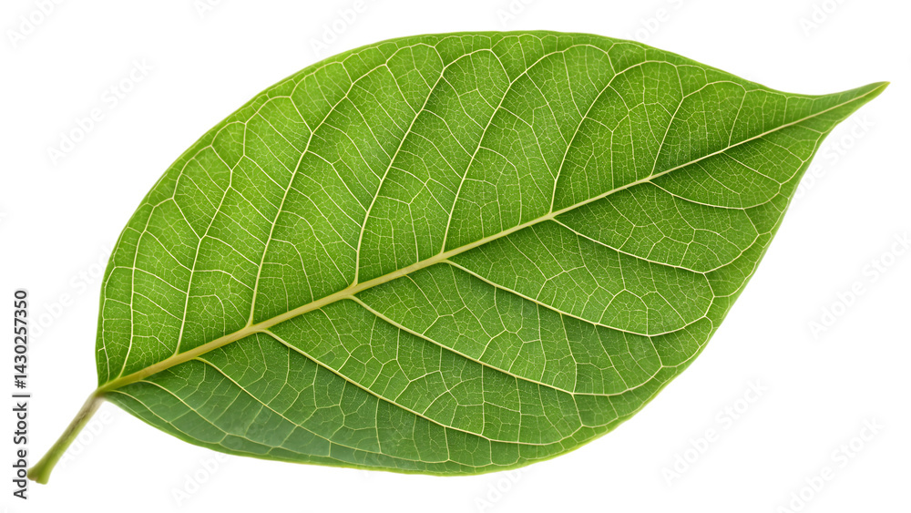 Obraz premium Detailed Starfruit Leaf with Perfect Symmetry in Ultra-High Resolution on Transparent Background. Perfect for: Tropical Markets, Botanical Studies, Fruit Exhibits