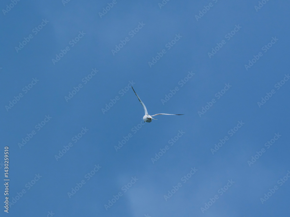 seagull flying beautiful blue sky seagull flying beautiful blue sky