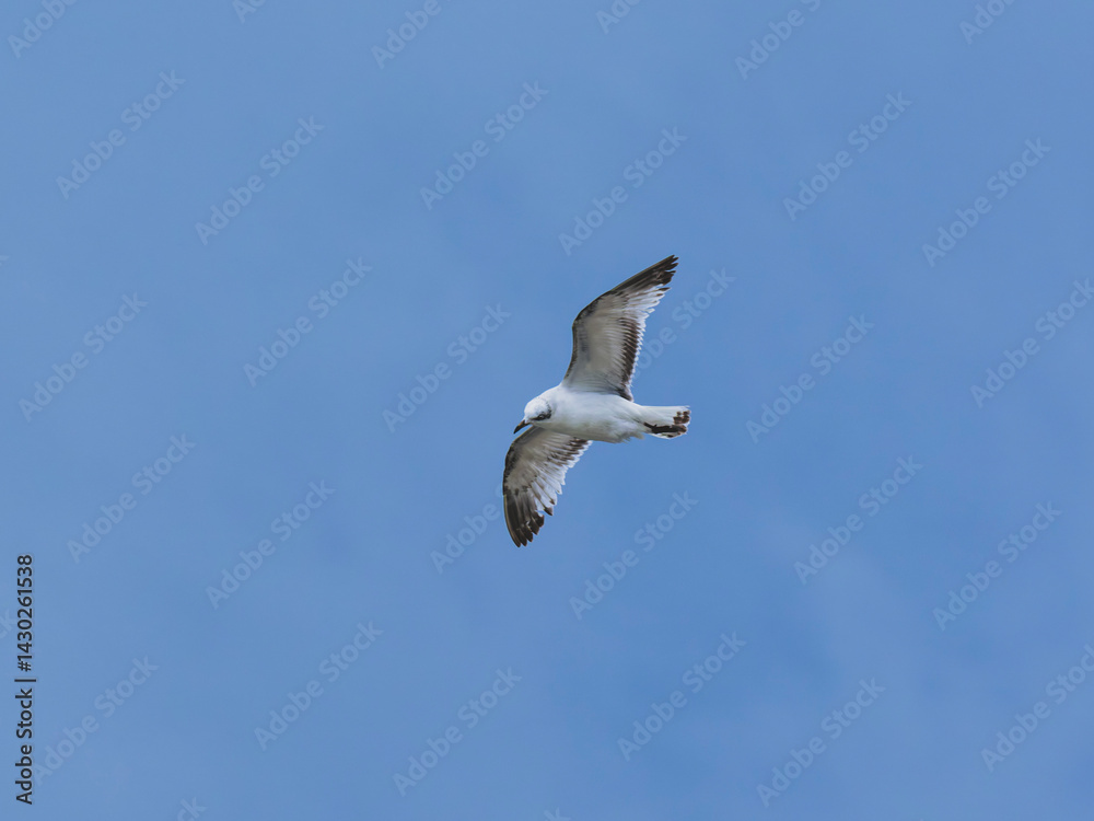 Obraz premium seagull flying beautiful blue sky