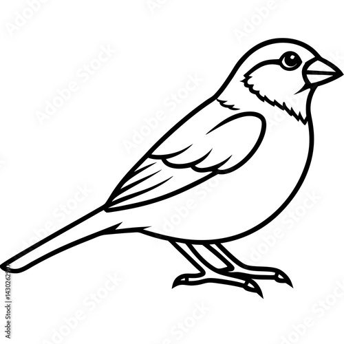 Elegant Sparrow in Single Line Art