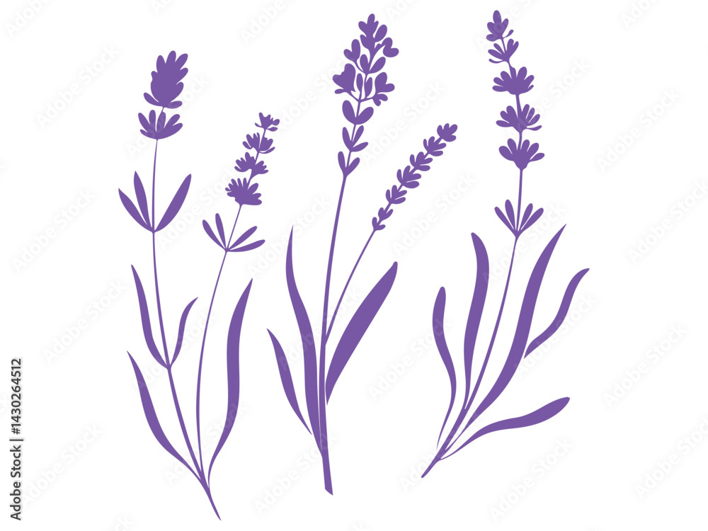 Obraz premium lavender flowers isolated on white background