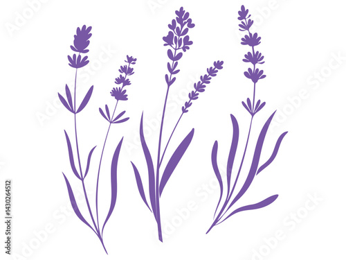 lavender flowers isolated on white background