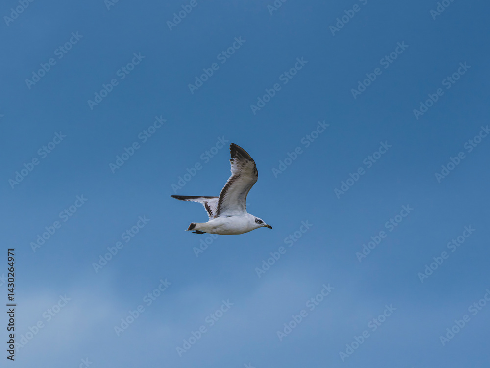 Obraz premium seagull flying beautiful blue sky