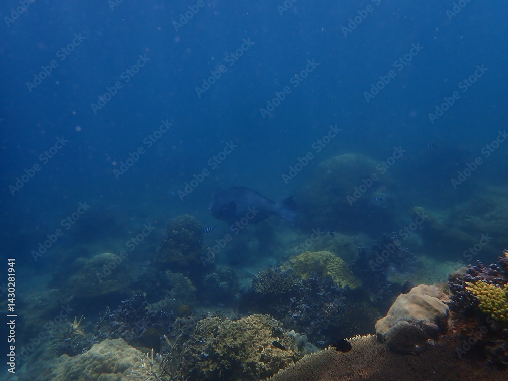 Fototapeta premium Coral reef area at Malaysia