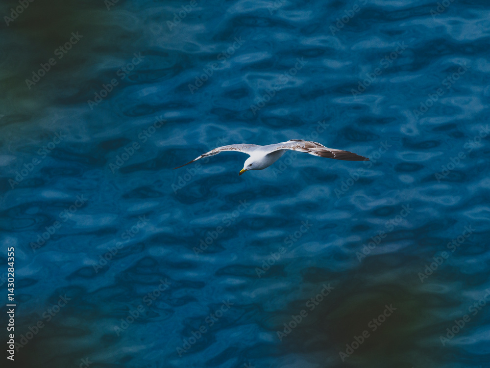 Fototapeta premium seagull flying over the sea