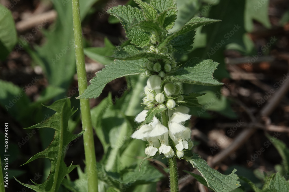 White Dead Nettle (Lamium album) White Dead Nettle (Lamium album)