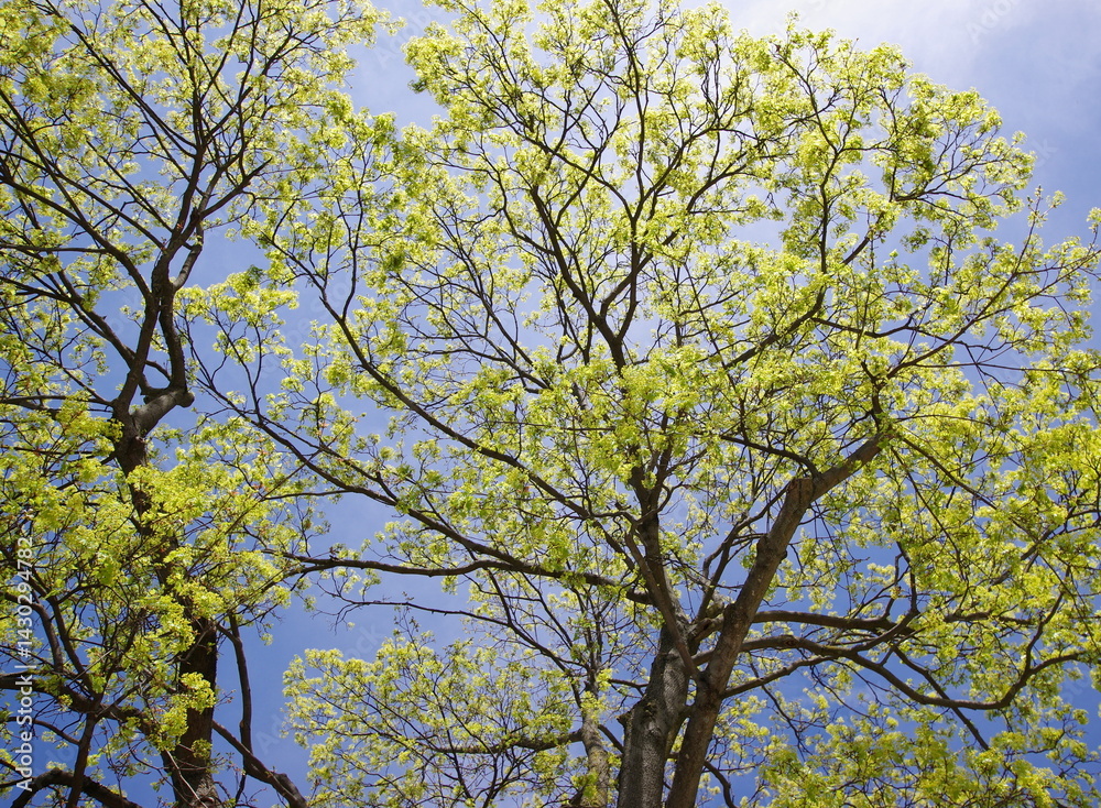 tree branches in early spring