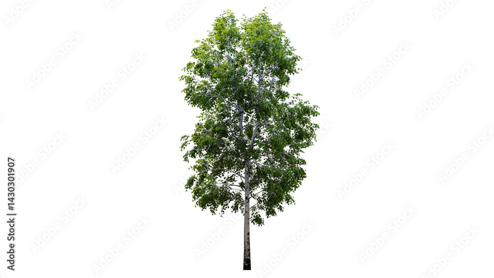 Fototapeta premium Tree