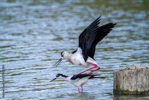 black-winged stilt wader and ponds in europe