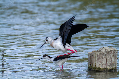 black-winged stilt wader and ponds in europe