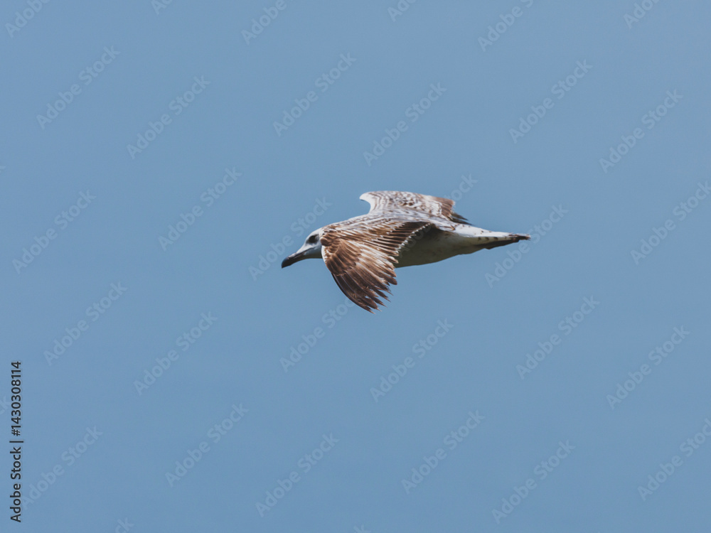 Obraz premium seagull flying beautiful blue sky