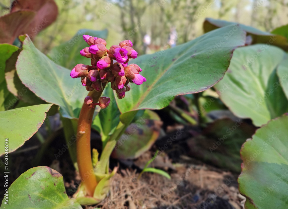 Bergenia crassifolia growing in garden