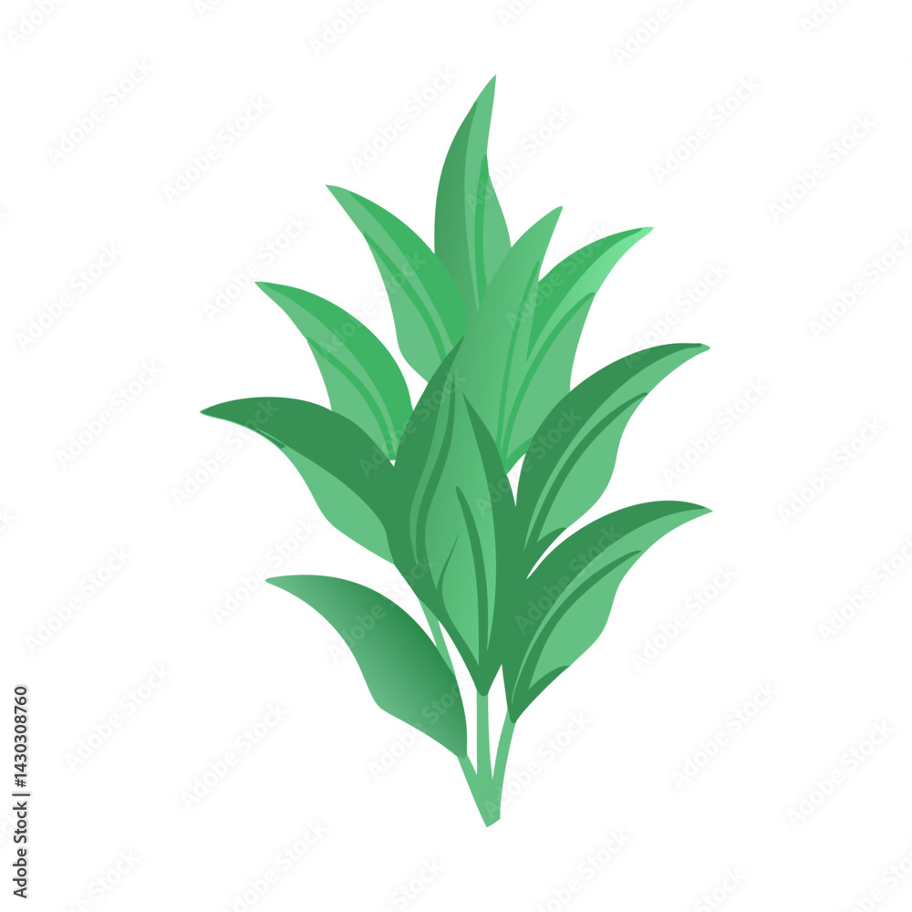 Obraz premium rosemary on white background