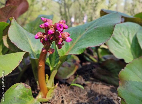 Obraz na płótnie Bergenia crassifolia growing in garden w salonie