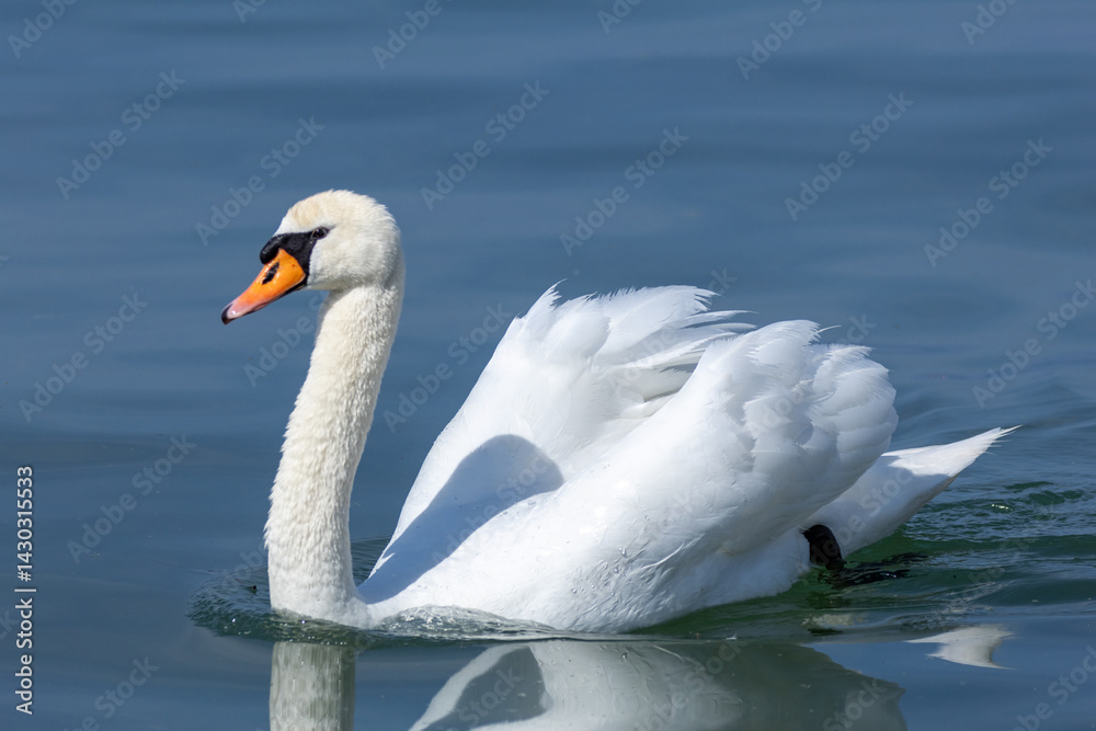 Obraz premium mute swan white water bird lake garda