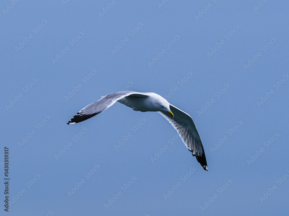 seagull flying beautiful blue sky seagull flying beautiful blue sky