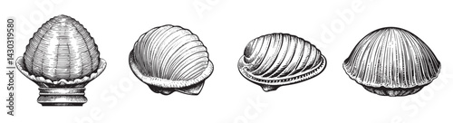 Vintage Illustrations of Diverse Shells in Detailed Black and White, logo design, engraving design, vector illustration