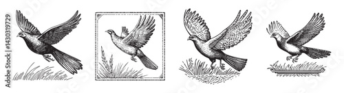 Vintage Illustrations of Flying Birds in Detailed Black and White, logo design, engraving design, vector illustration
