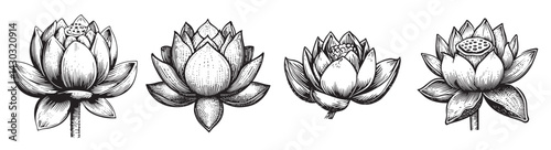 Hand-Drawn Vintage Lotus Flower Illustrations in Black and White, vintage retro hipster logo design, vector illustration, engraving design