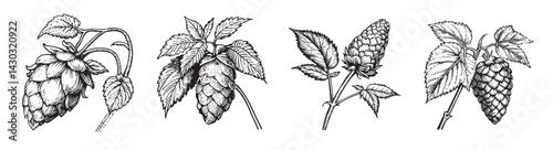 Hand-Drawn Botanical Illustration of Hops for Brewing Art, vintage retro hipster logo design, vector illustration, engraving design