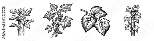 Vintage Botanical Illustrations of Grapevine Plant Elements, vintage retro hipster logo design, vector illustration, engraving design