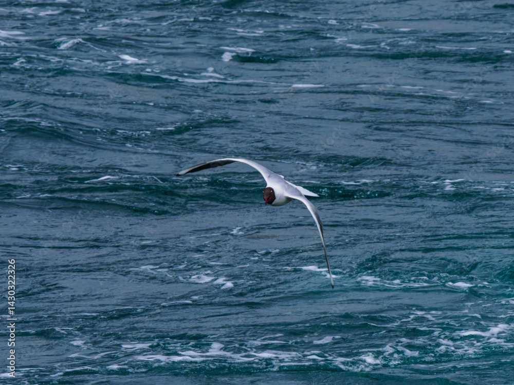 Fototapeta premium seagull flying over the sea