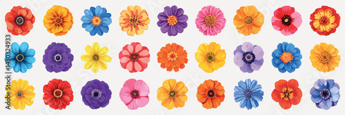 Colorful zinnia flowers collection, element vector set