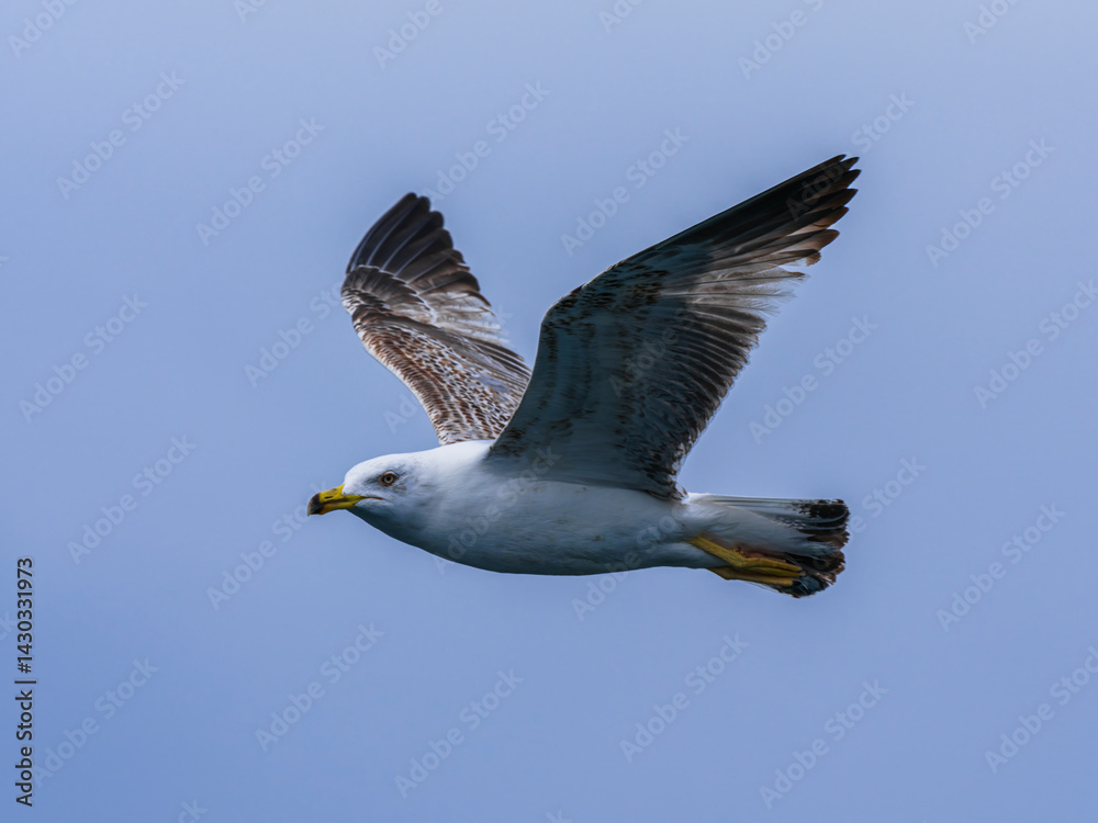 Obraz premium seagull flying beautiful blue sky
