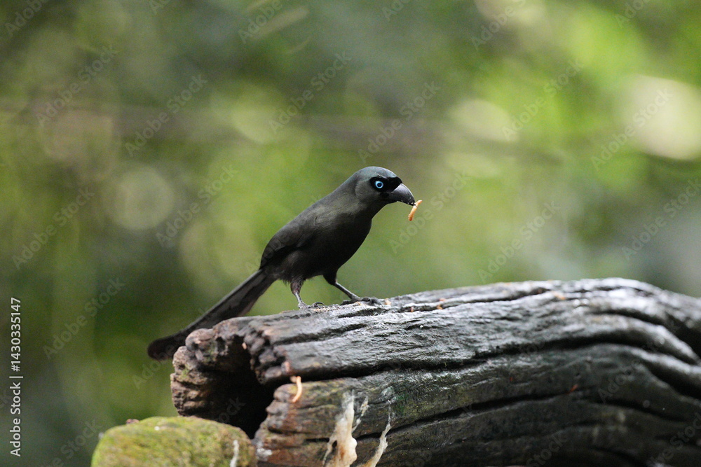 Fototapeta premium The crow lives naturally in Thailand.