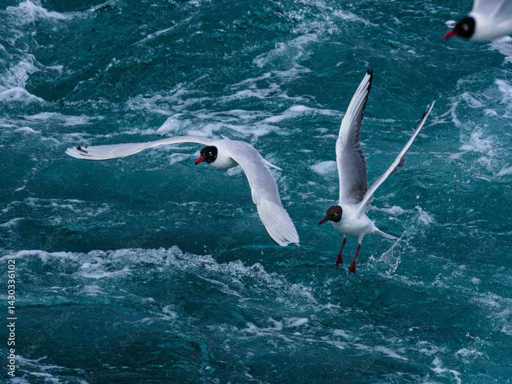 Obraz premium seagull flying over the sea