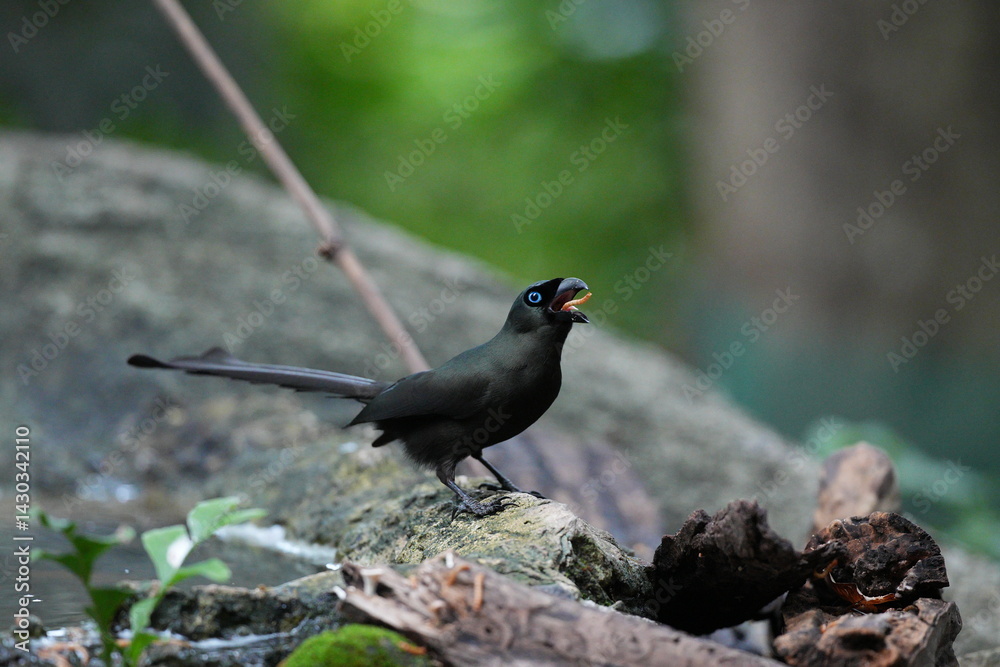 Fototapeta premium The crow lives naturally in Thailand.