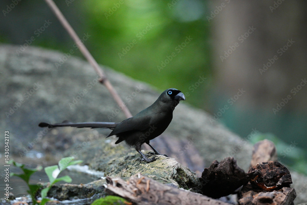Fototapeta premium The crow lives naturally in Thailand.