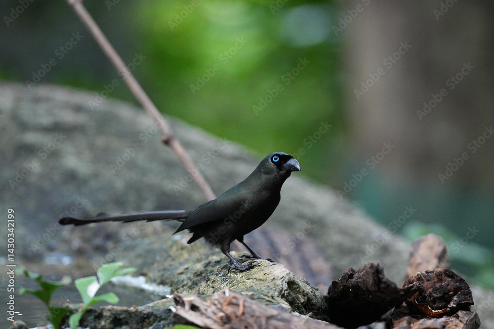 Obraz premium The crow lives naturally in Thailand.