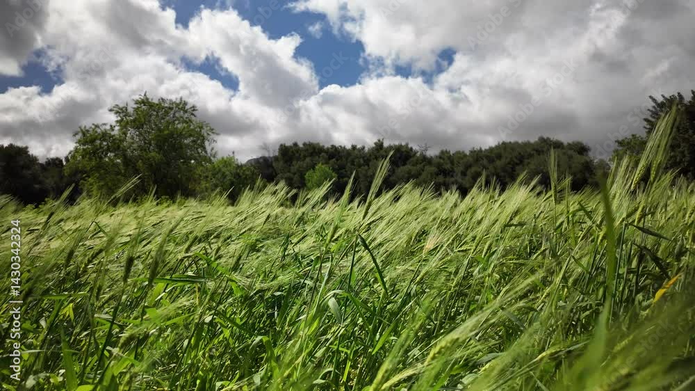 Tropical Vegetation and Barley Fields with Palm Trees – Aqsseri Highlands, Agadir, Morocco Tropical Vegetation and Barley Fields with Palm Trees – Aqsseri Highlands, Agadir, Morocco