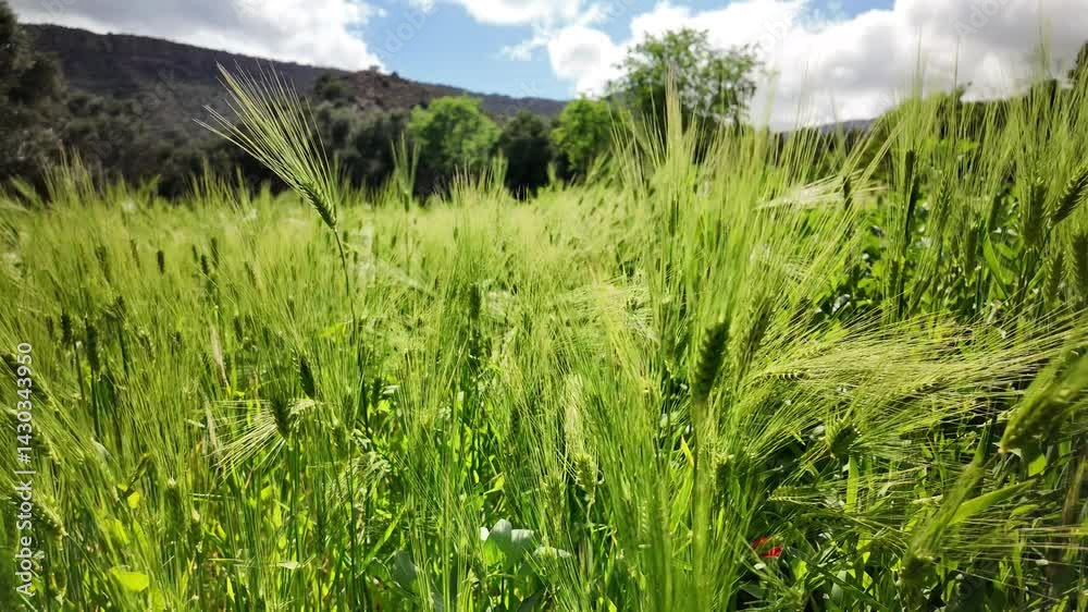 Tropical Vegetation and Barley Fields with Palm Trees – Aqsseri Highlands, Agadir, Morocco Tropical Vegetation and Barley Fields with Palm Trees – Aqsseri Highlands, Agadir, Morocco