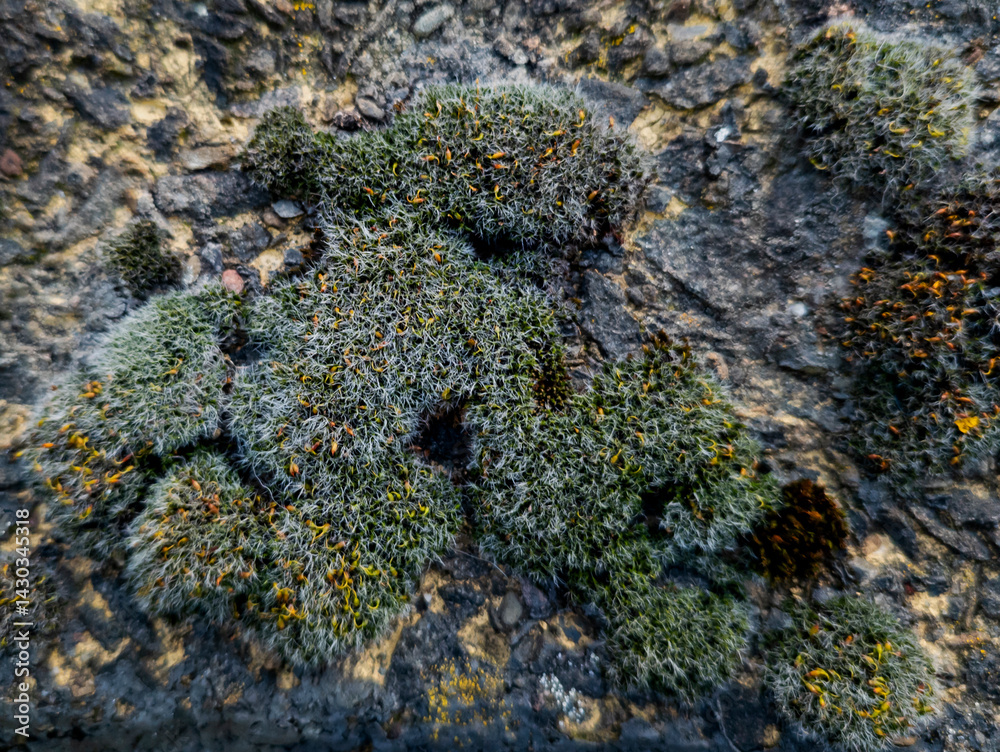 Moss on concrete wall, Edinburgh, Scotland, United Kingdom