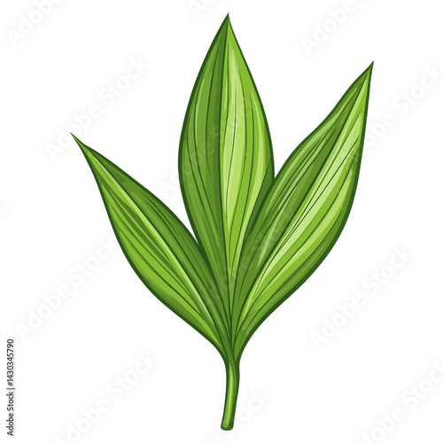 Tropical dracaena trifasciata leaf green illustration plant vector