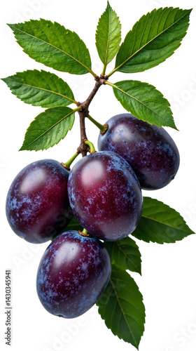 Obraz na płótnie Cluster of Ripe Purple Plums Isolated on Transparent Background for Food Marketing and Design Projects w salonie