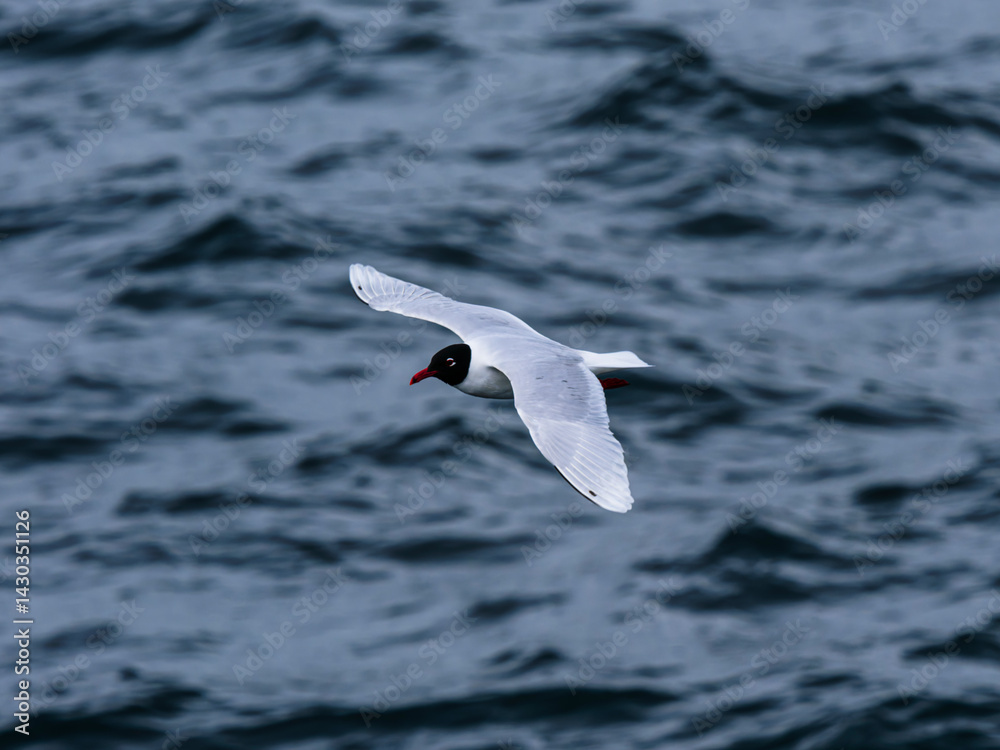 Fototapeta premium seagull flying over the sea