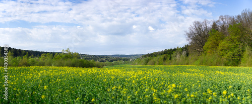 Summer landscape with agricultural rape field, forest and blue sky with clouds