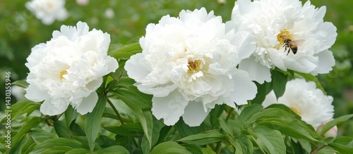 Obraz na płótnie Delicate white peonies blooming with visiting honeybee against green foliage background w salonie