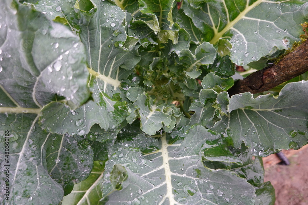 Close-up of collard greens growing in garden with water droplets Close-up of collard greens growing in garden with water droplets